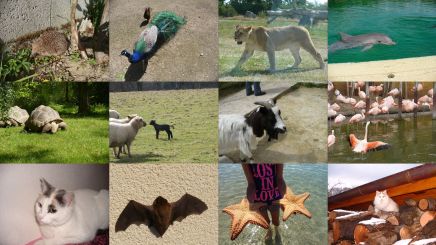 panorama-animaux